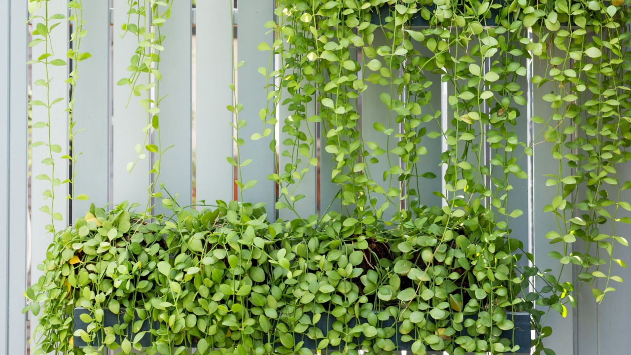 White lath blinder with hang green climber pots.