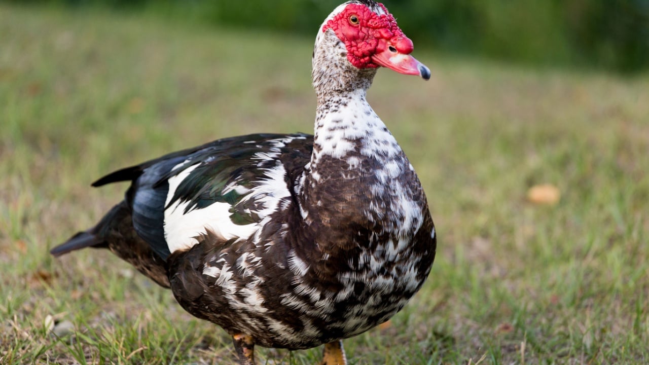Muscovy duck