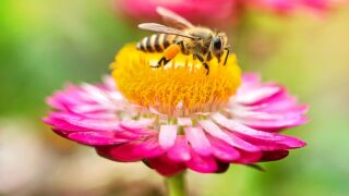 photo of a beautiful bee and flowers a sunny day.