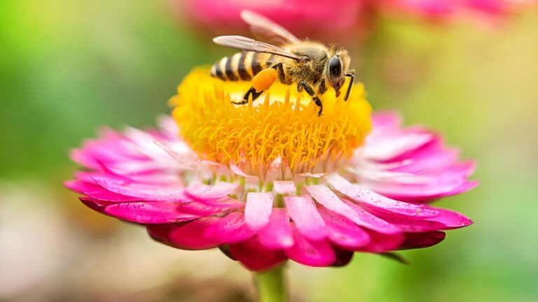 photo of a beautiful bee and flowers a sunny day.