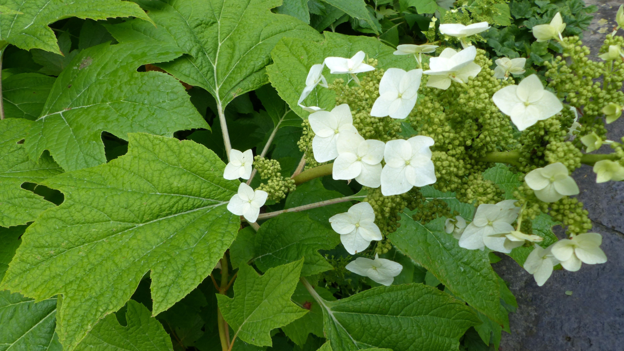 Hydrangea quercifolia, commonly known by its translation oakleaf hydrangea or oak-leaved hydrangea.