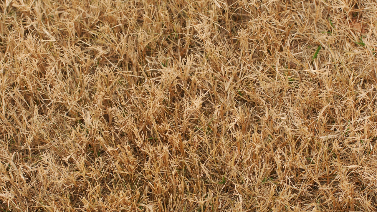 dry grass on lawn in winter as nature background