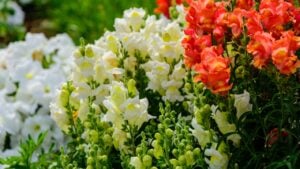 Snapdragon (Antirrhinum majus)