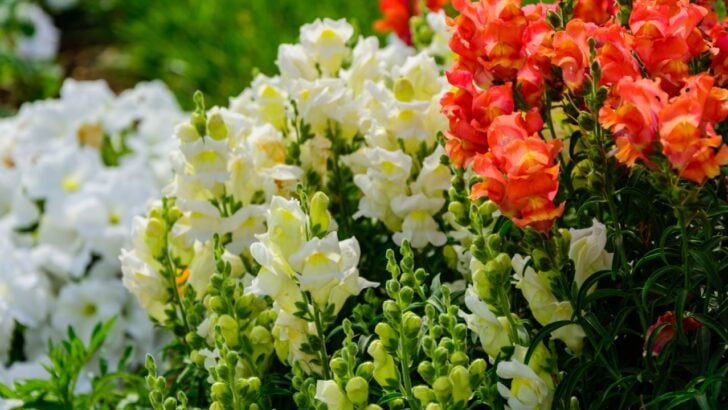 20 Self-Seeding Flowers Worth Planting Once and Enjoying for Years