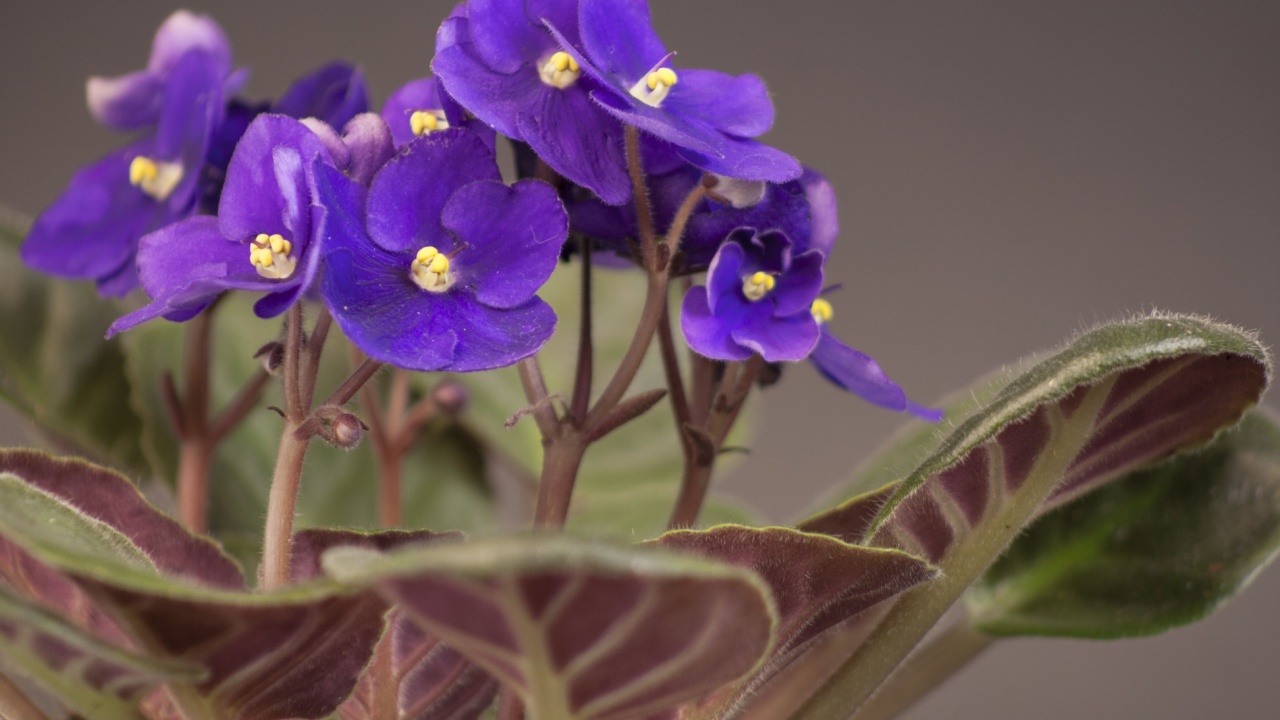 African violets (Saintpaulia ionantha)