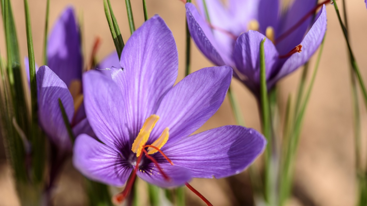 Flowers of saffron with morning dew