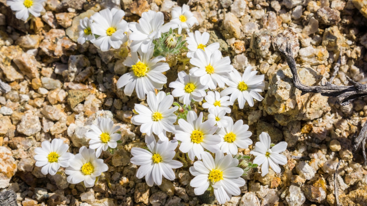 Desert Star (Monoptilon bellioides) blooming in Joshua Tree National Park, California