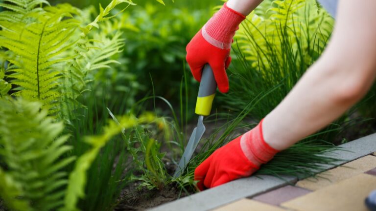 Photo of gloved woman hand holding weed and tool removing it from soil.