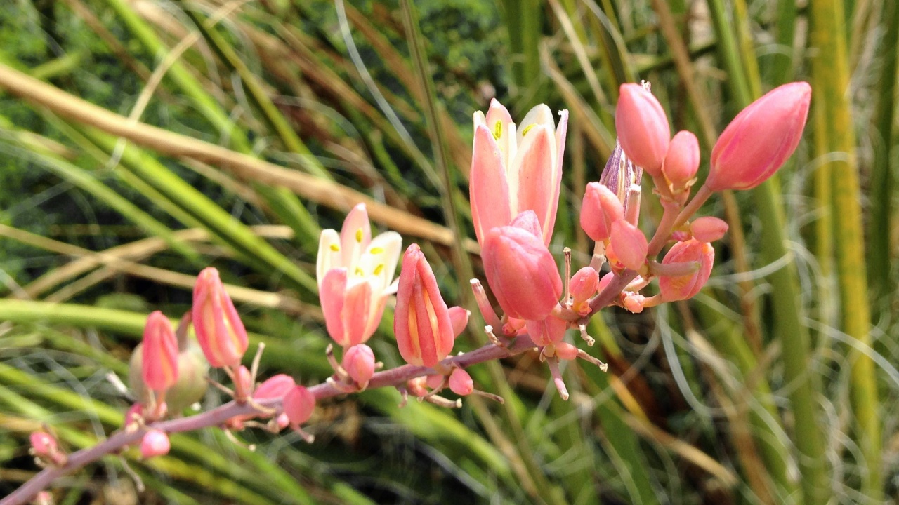 Flowers of Hesperaloe parviflora, also known as Texas Red, Coral, Red-flowered false, Redflower false, Yellow and Hummingbird yucca, and Samandoque