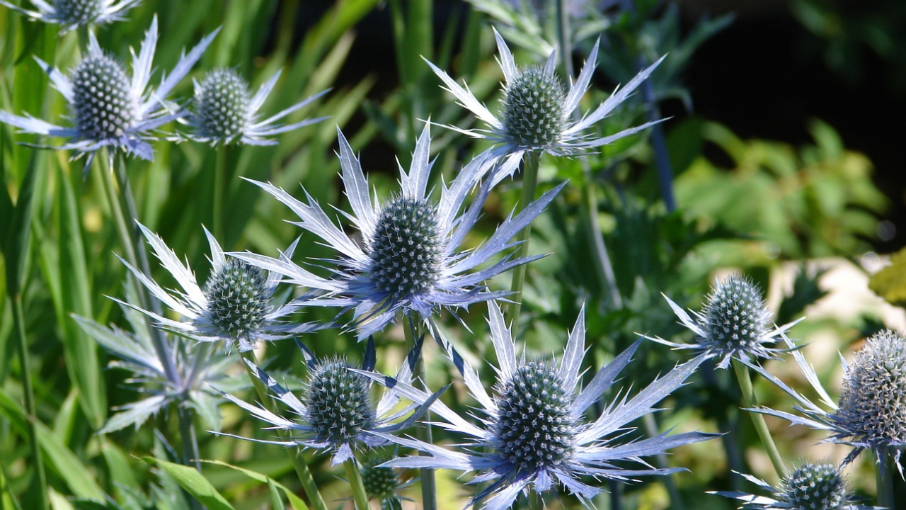 Sea Holly - Eryngium - flowers
