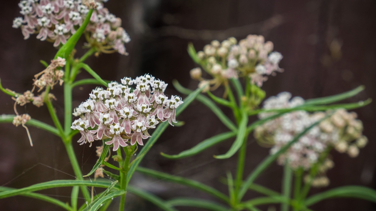 Narrow leaf milkweed (Asclepias fascicularis), blooming in San Francisco bay area, California