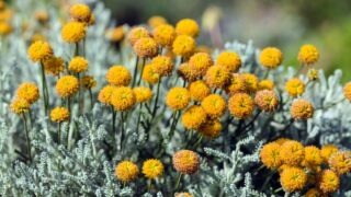 Santolina chamaecyparissus also known as Cotton lavender