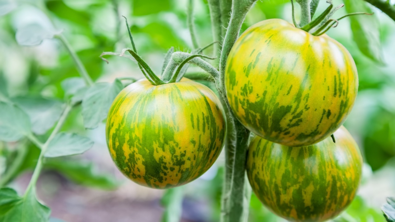 Striped tomatoes Green Zebra growing on branch, fresh tomatoes grow in a greenhouse, close-up