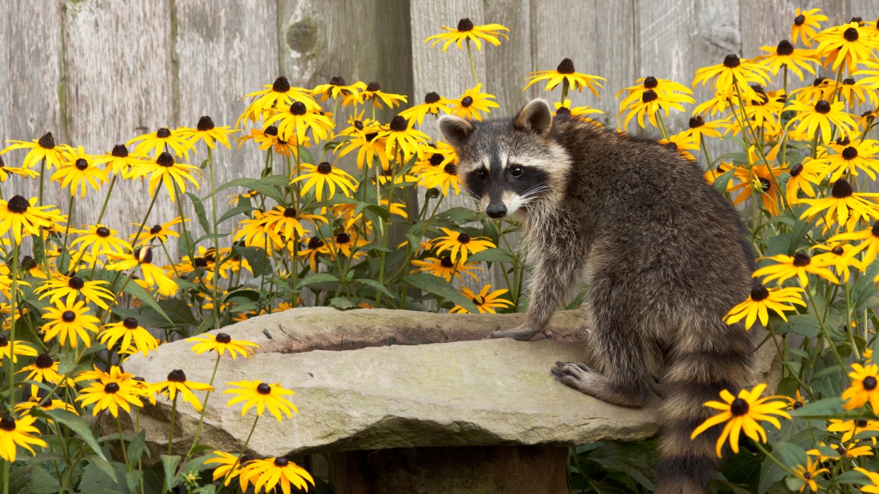raccoon sips water from a sandstone bird bath. birdbath is surrounded by black eyed susan. raccoon's eyes focus back as water drips from its mouth