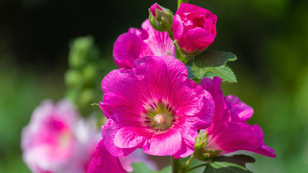 The hollyhock growing in a garden. Red pink Flower of a hollyhock close up on green blurring background.