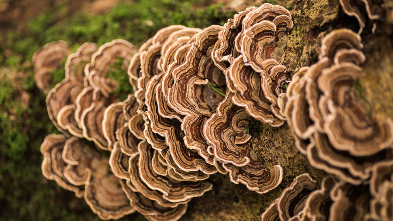 Turkey tail mushroom growing on a tree stump with moss