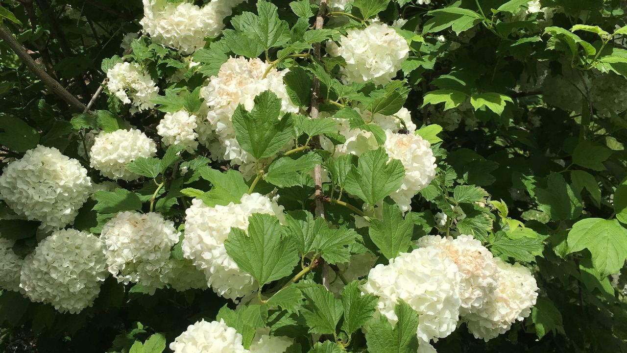 Viburnum sp. snowball bush