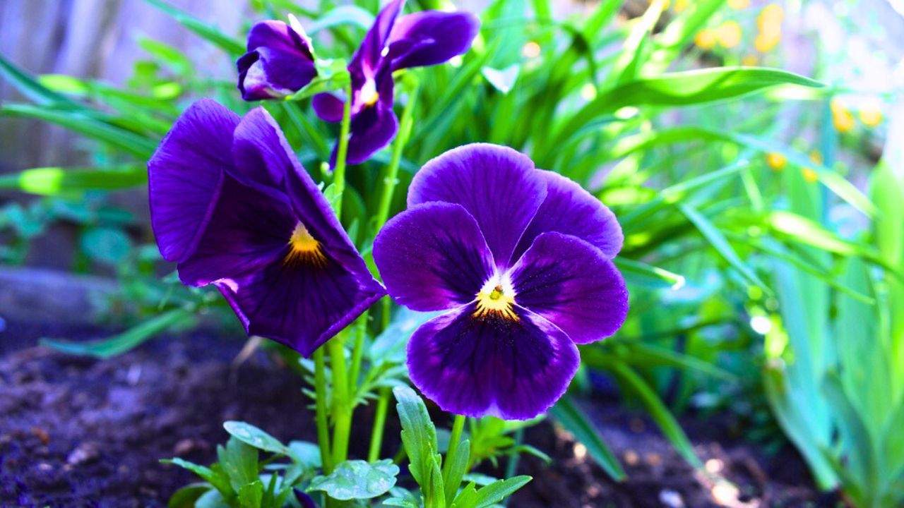 Viola tricolor. Viola plant with violet flower , Viola, Common Violet, pansy flower.