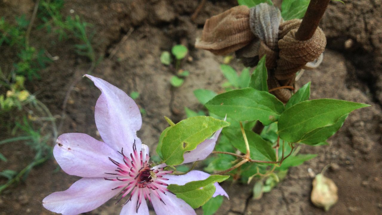Violet clematis flower tied up with old pantyhose