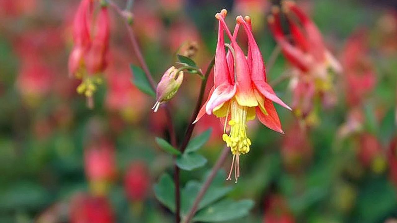 Wild Columbine