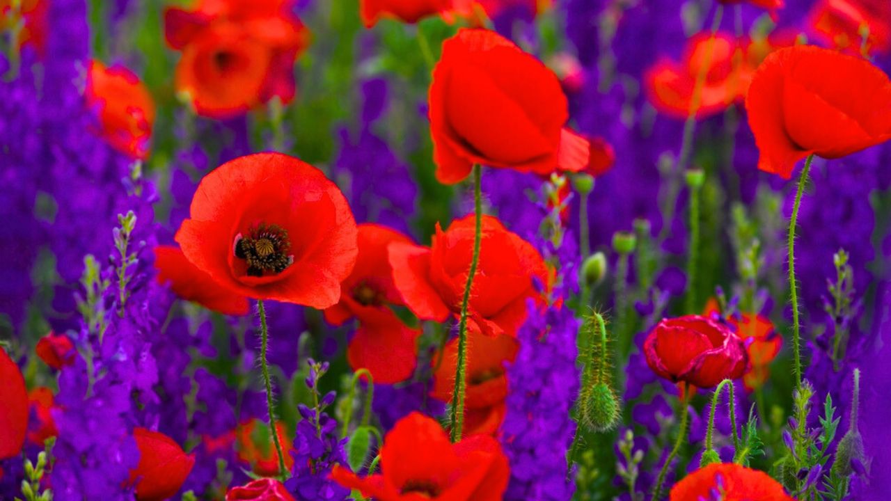 Wild poppies (Papaver rhoeas) and Forking larkspur (Consolida regalis) blooming in fthe field in sunny day - selective focus