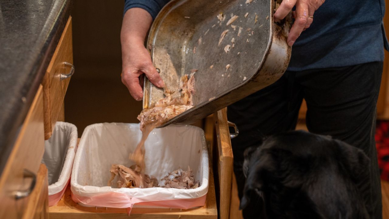 Woman disards the bones adn waste of a Thanksgiving turkey, into the trash can