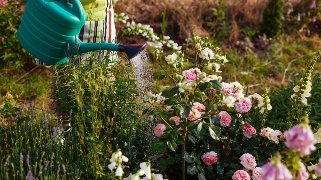 Woman watering Chippendale rose in bloom with watering can in summer garden. Gardener taking care of flowers. Close up of shrub by lavender