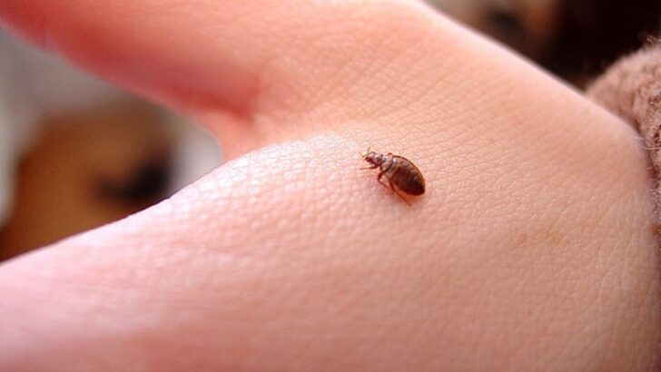 Bed Bugs Can’t Handle These Common Odors