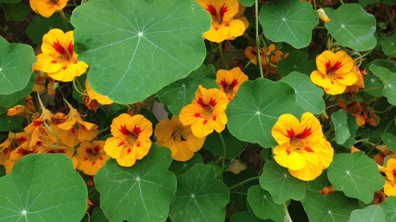 A bed of flowering garden nasturtiums (Tropaeolum majus), with yellow petals and red hearts.