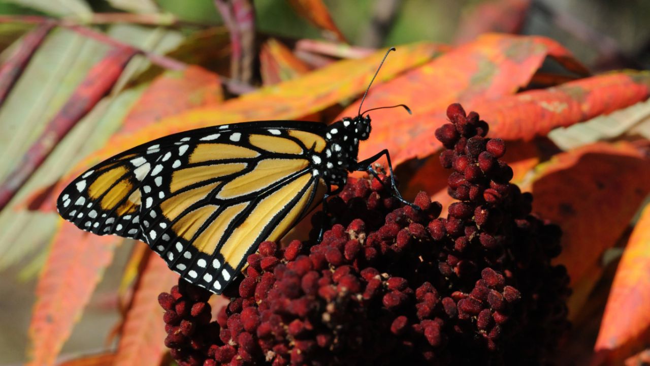 A monarch butterfly (Danaus plexippus) on sumac (genus Rhus).