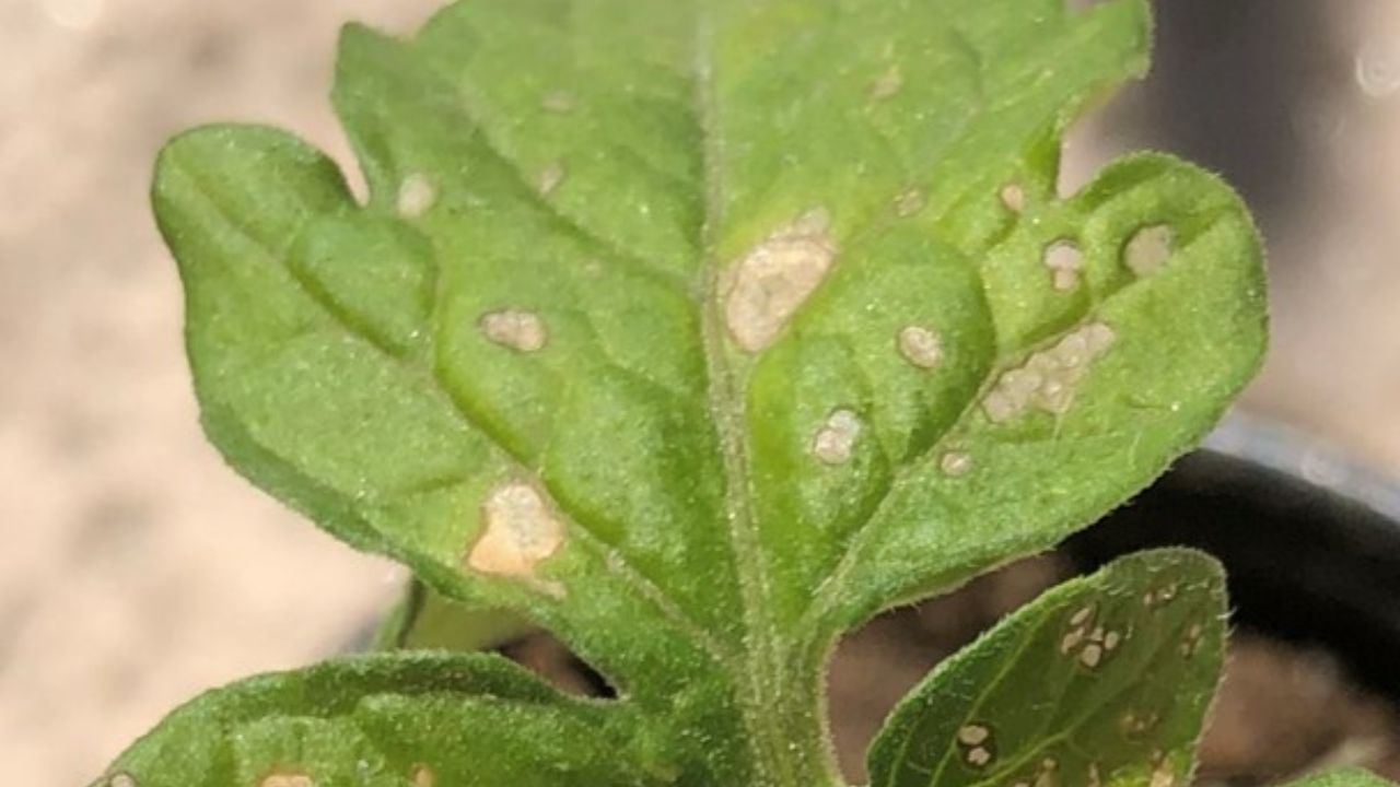 A tomato plant leaf that has been infected with tobacco mosaic virus. Lesions from the virus infection are apparent.