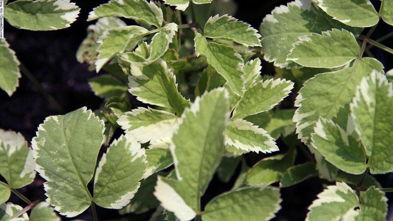 Aegopodium podagraria &lsquo;Variegatum'