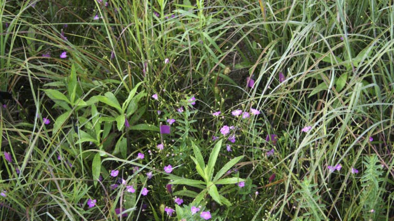 Agalinis acuta (sandplain gerardia) at Trustom Pond National Wildlife Refuge, Rhode Island, 2009