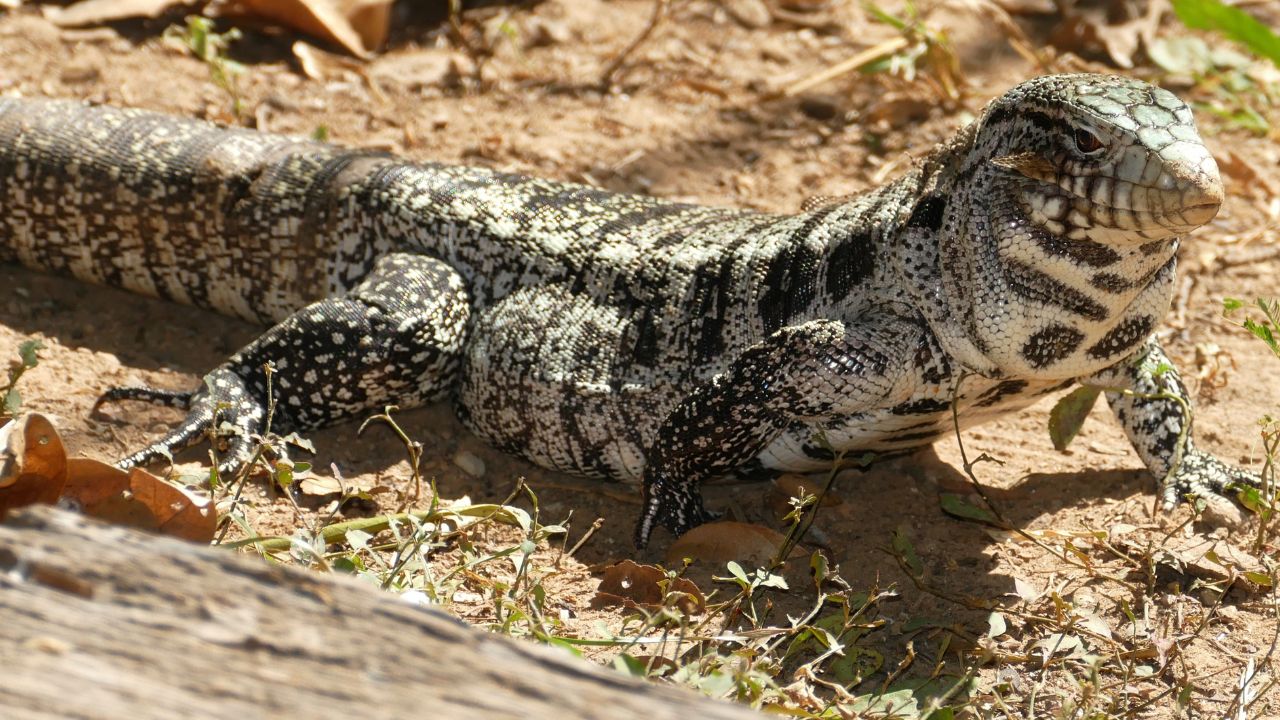 Argentine Black and White Tegu
