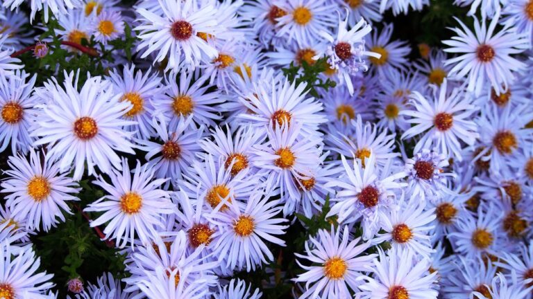 Aster cultivar 'Blaubox', Dumosus Group, cultivated in Wrocław University Botanical Garden, Wrocław, Poland.
