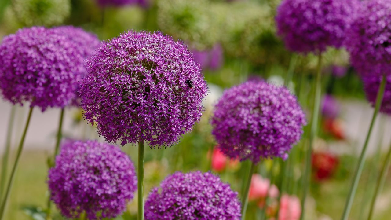 Allium Flowers (Allium Giganteum) in spring garden, Growing bulbs in the garden