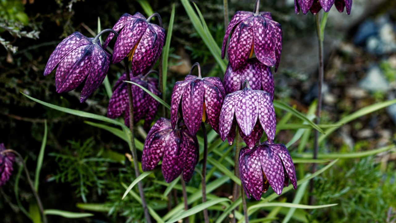 Fritillaria affinis, the chocolate lily, is a highly variable species of flowering plant in the lily family Liliaceae native to western North America.
