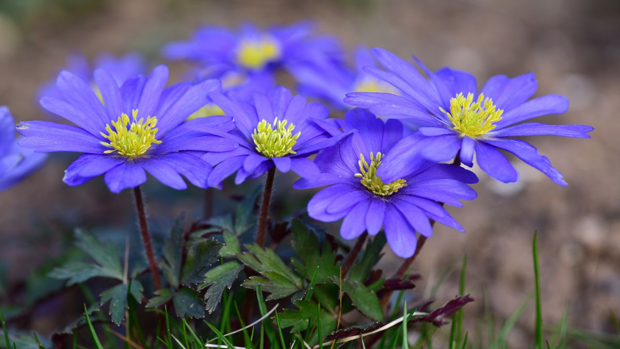 Blue Anemone blanda on the blurred background