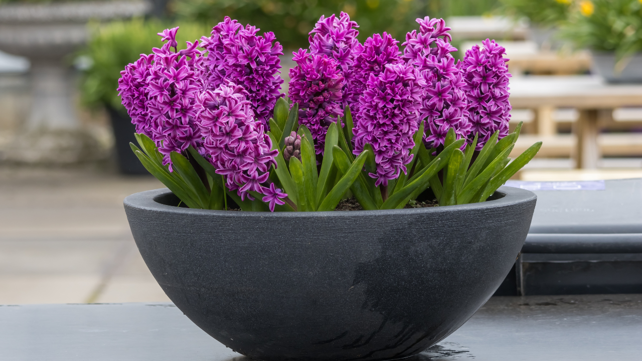 Close up view of Hyacinth plant pot