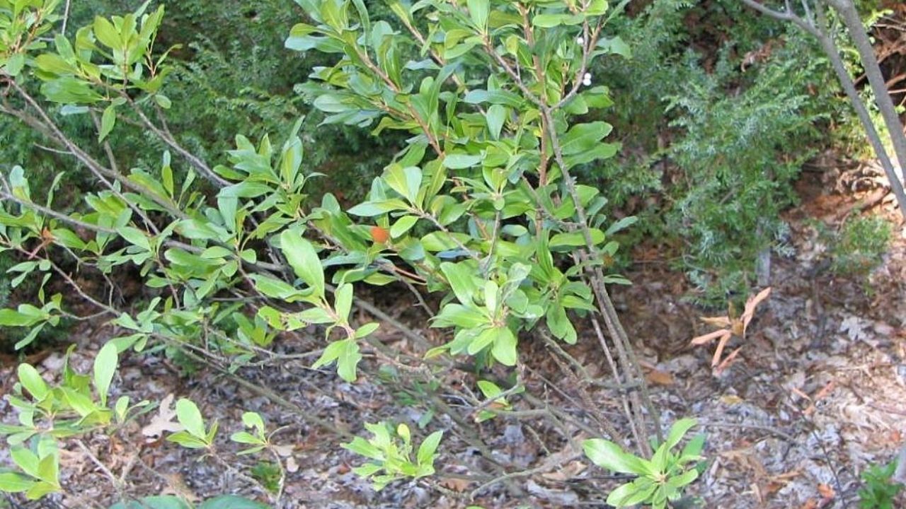 Bayberry (Myrica pensylvanica) 