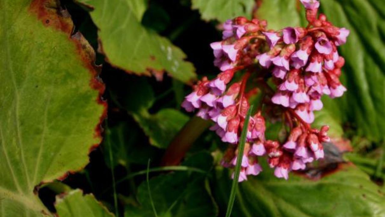 Bergenia cordifolia