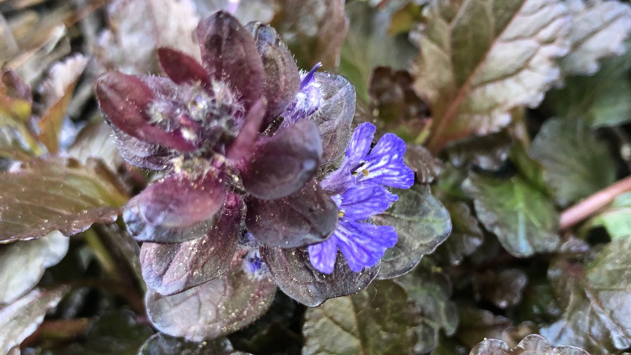 Black Scallop Ajuga (Ajuga reptans ‘Black Scallop’) 