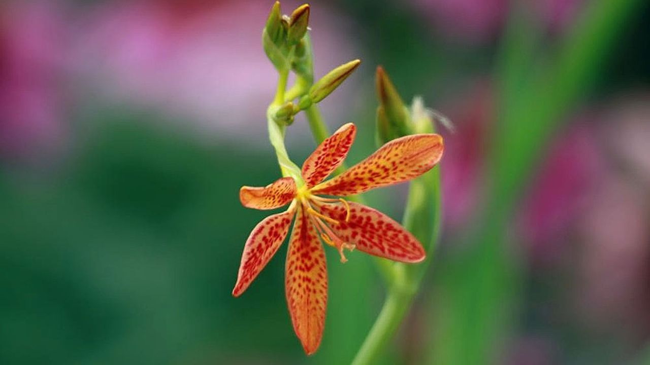 Blackberry Lily (Belamcanda chinensis)