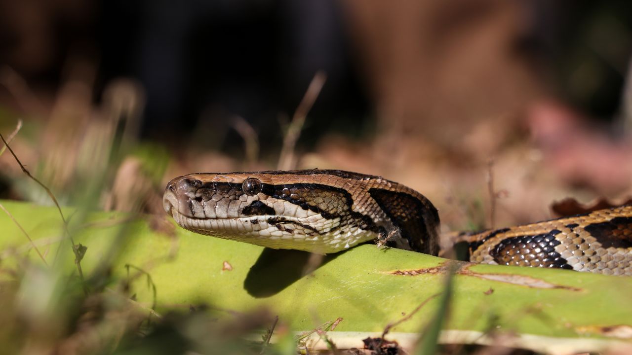 Burmese Python