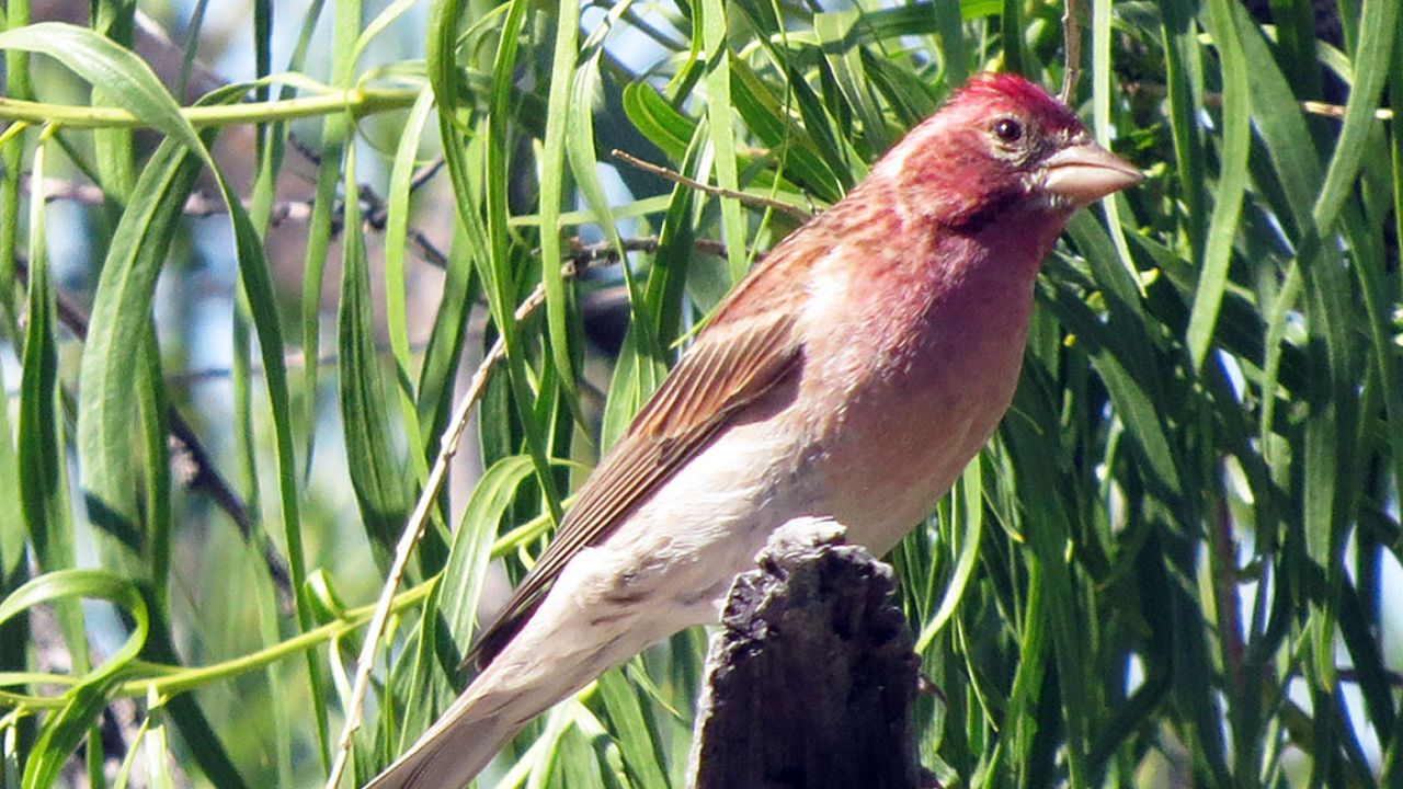 Cassin’s Finch