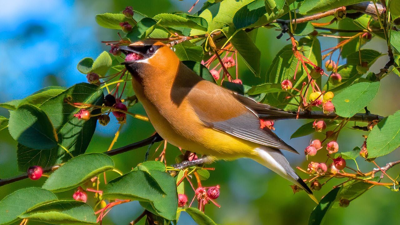 Cedar waxwing with a berry in Green-Wood Cemetery