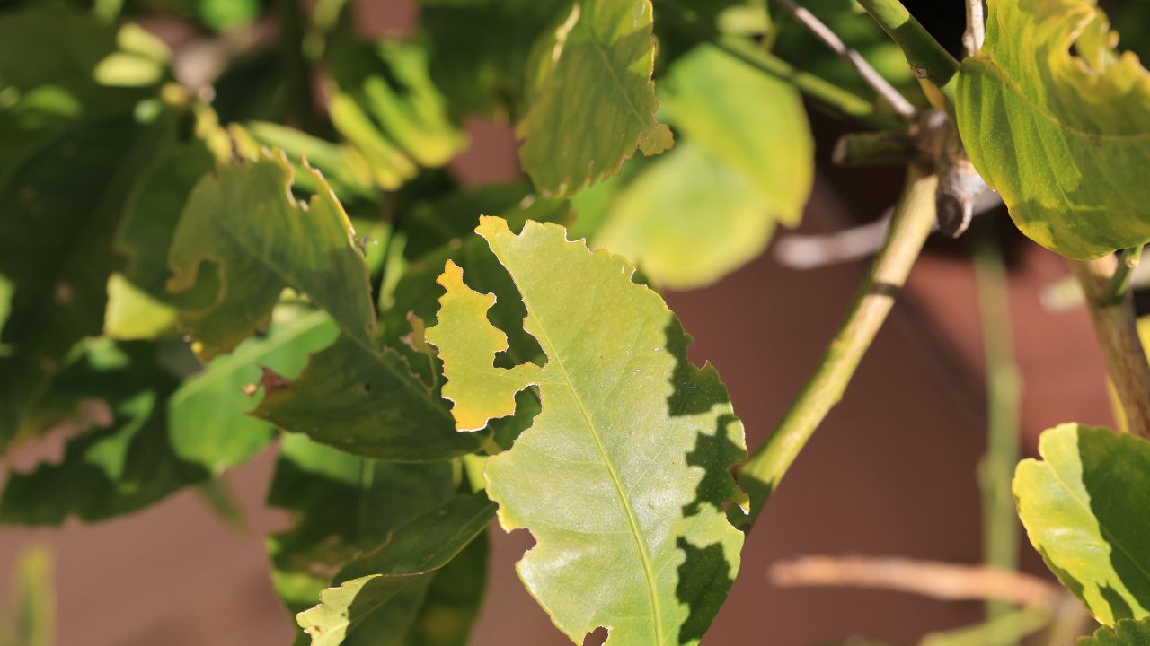 Citrus tree insect damage by the Little Leaf Notcher white weevil.