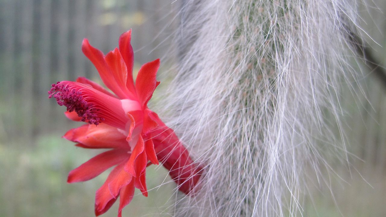 Cleistocactus colademononis