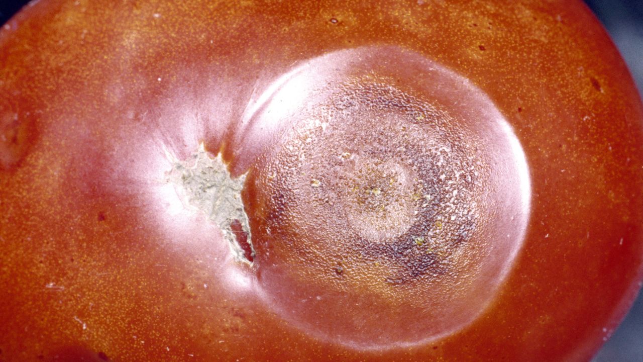 Colletotrichum coccodes causing anthracnose on tomato