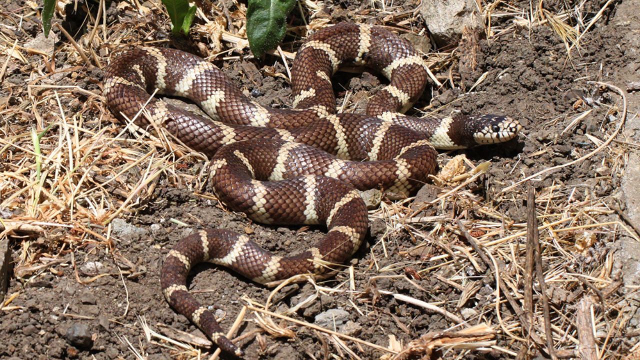 Common Kingsnake 